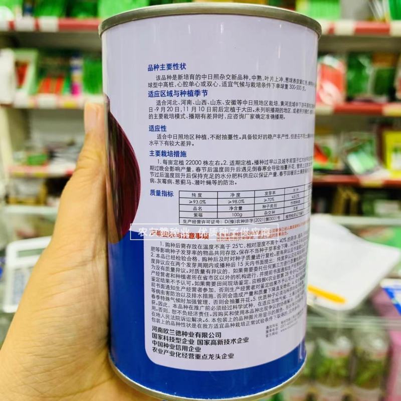 欧兰德种子紫福洋葱种子中日照杂交品种高产紫红皮洋葱种子