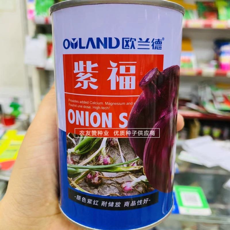 欧兰德种子紫福洋葱种子中日照杂交品种高产紫红皮洋葱种子