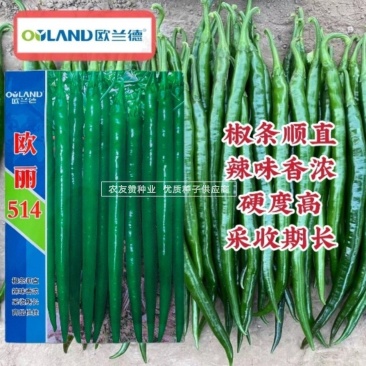 欧兰德欧丽514线椒种子味辣深绿色线椒条椒种子3号椒种子