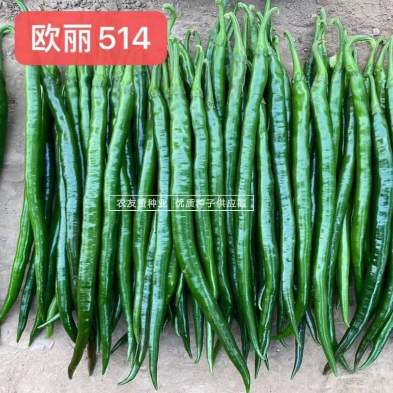 欧兰德欧丽514线椒种子味辣深绿色线椒条椒种子3号椒种子