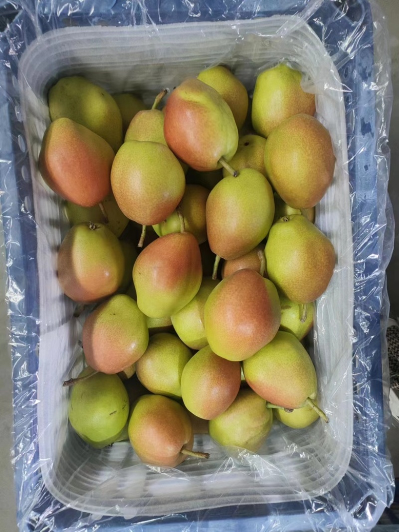 红香酥梨🍐