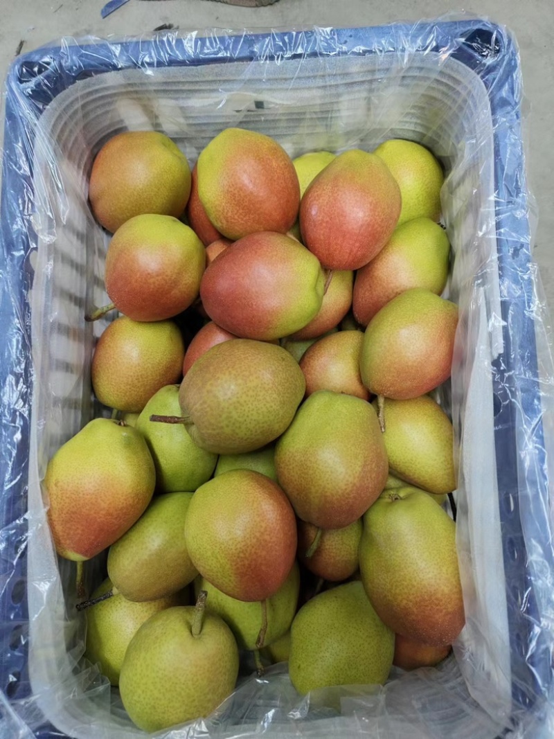 红香酥梨🍐