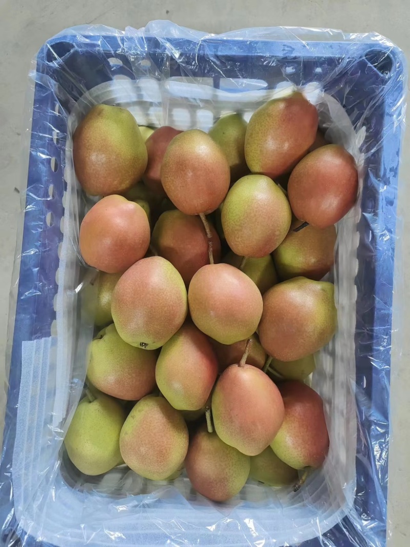 红香酥梨🍐