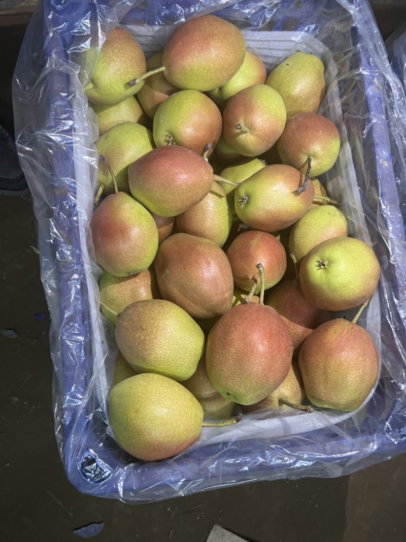 红香酥梨🍐