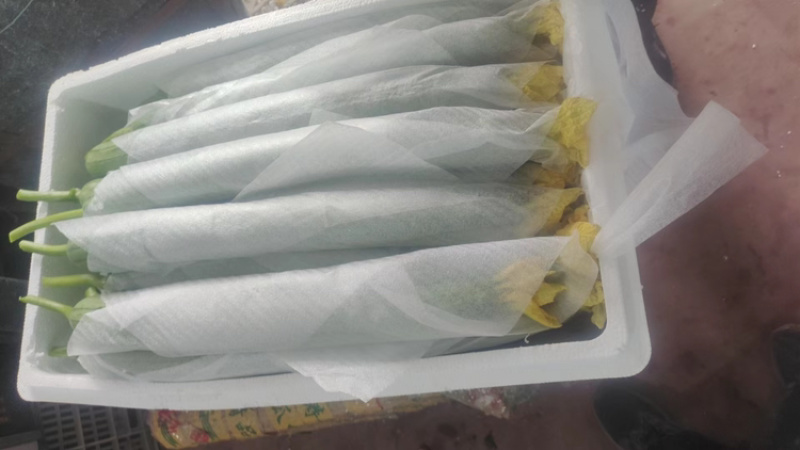 【精选】山东潍坊丝瓜鲜花丝瓜大量上市保质保量欢迎致电