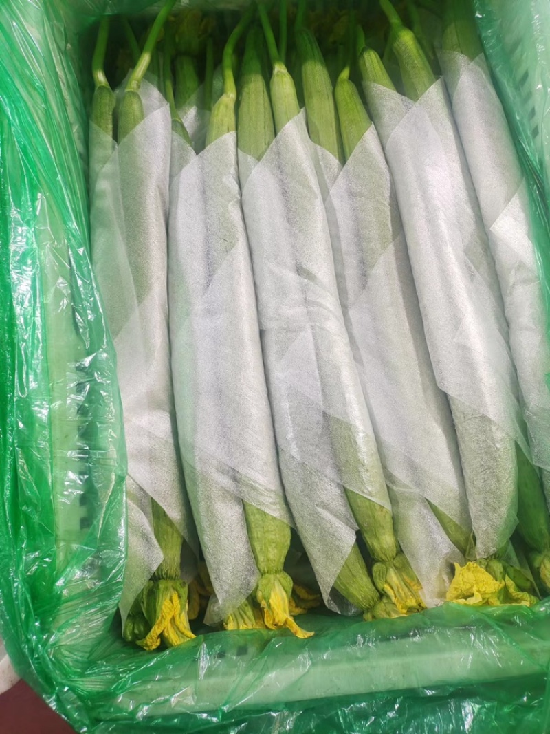 【精选】山东潍坊丝瓜鲜花丝瓜大量上市保质保量欢迎致电