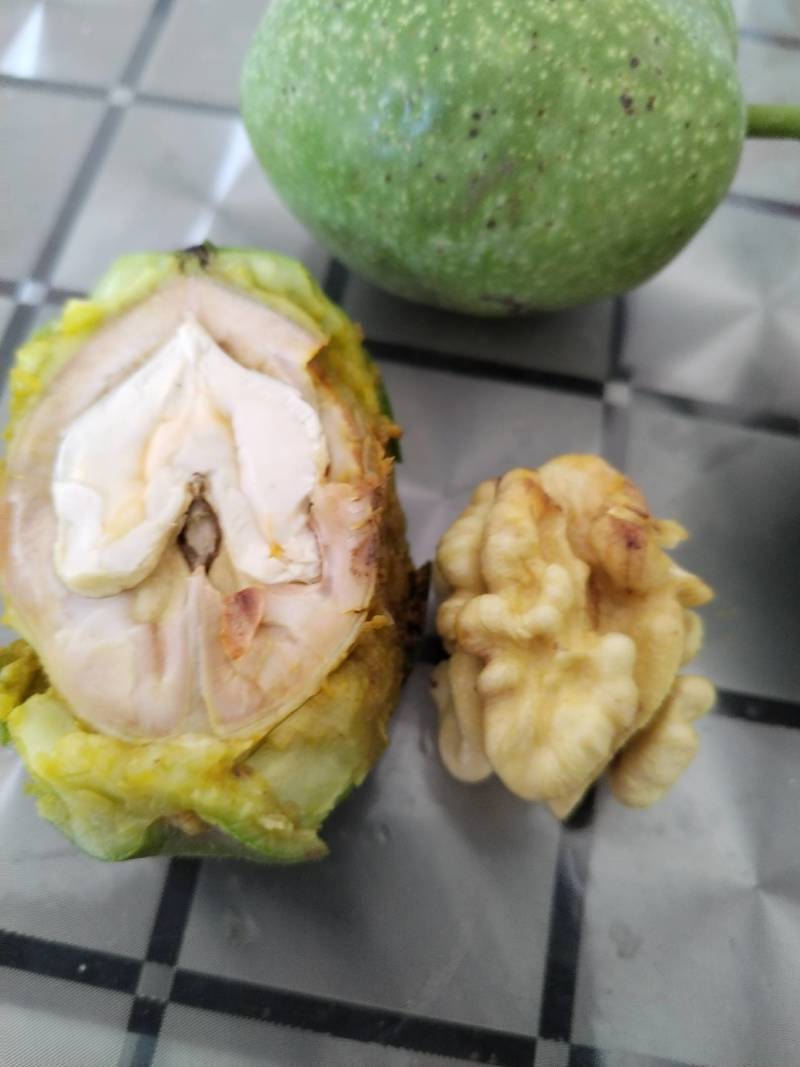 青皮核桃已大量上市货源充足品质保证