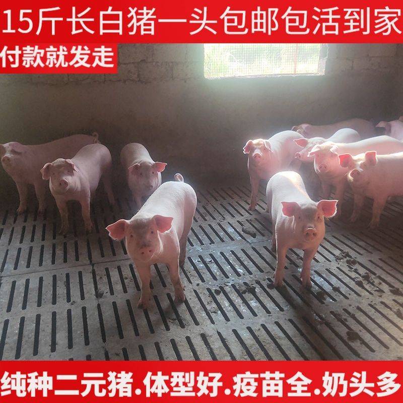 《猪苗，母猪全国发货》山东优质猪苗基地直售包运输