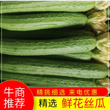【精选】山东潍坊丝瓜鲜花丝瓜大量上市保质保量欢迎致电