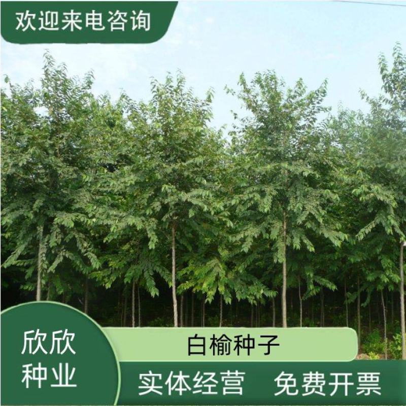 白榆树种子榆钱树防风林水土保持盐碱地造林林木种子