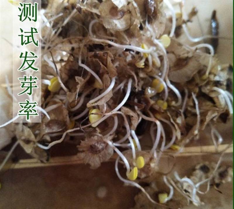白榆树种子榆钱树防风林水土保持盐碱地造林林木种子