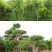 白榆树种子榆钱树防风林水土保持盐碱地造林林木种子