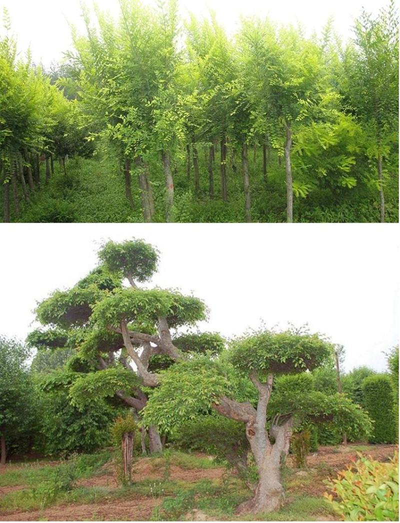 白榆树种子榆钱树防风林水土保持盐碱地造林林木种子