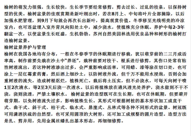 白榆树种子榆钱树防风林水土保持盐碱地造林林木种子