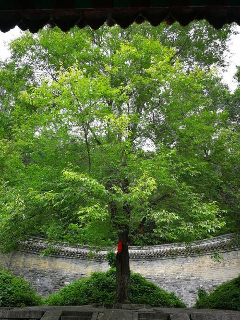 白榆树种子榆钱树防风林水土保持盐碱地造林林木种子