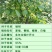 白榆树种子榆钱树防风林水土保持盐碱地造林林木种子