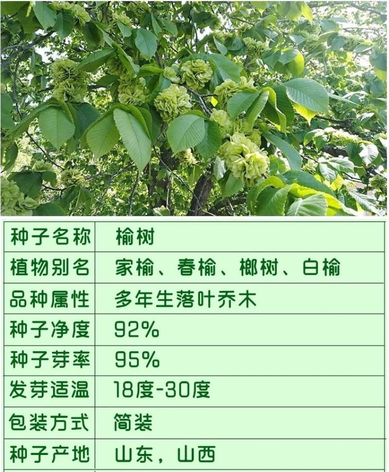 白榆树种子榆钱树防风林水土保持盐碱地造林林木种子