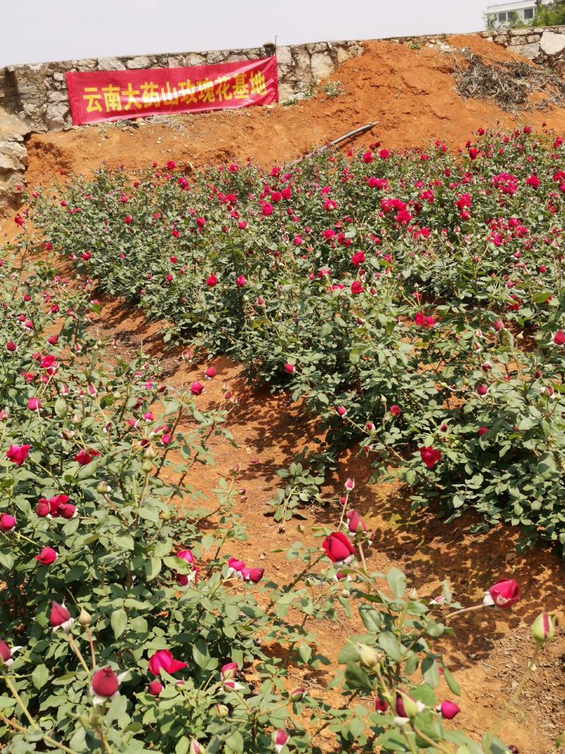 墨红玫瑰玫瑰干花产地批发货源稳定长期供货欢迎合作