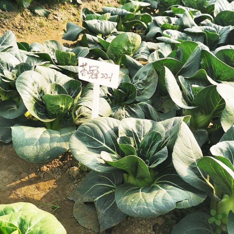 苏冠221黑叶矮脚苏州青种子耐寒特矮油亮黑菜种400克