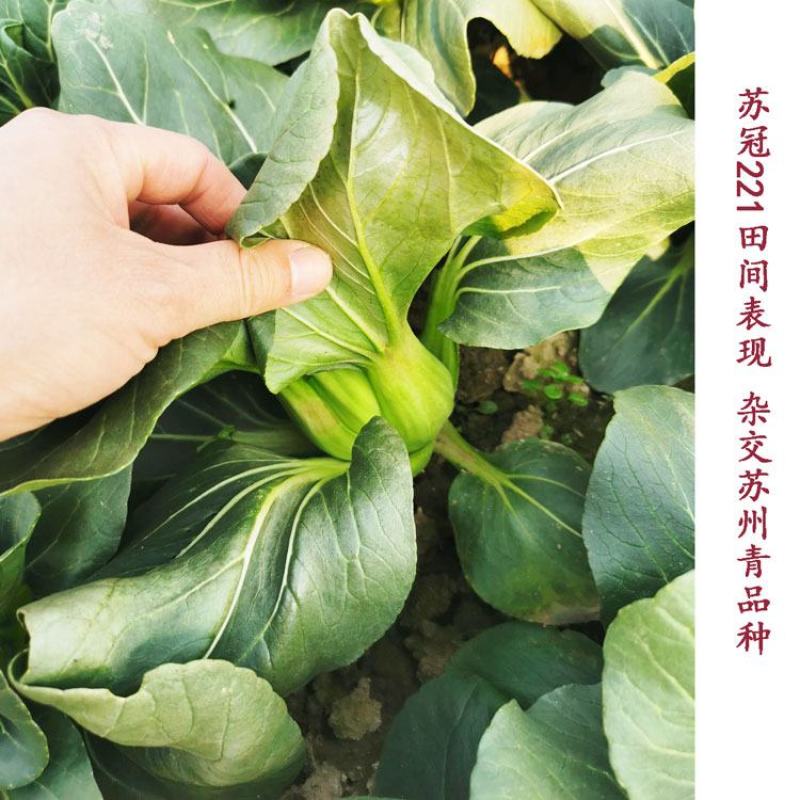 苏冠221黑叶矮脚苏州青种子耐寒特矮油亮黑菜种400克