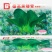德高黑矮青苏州青种子耐寒特矮油亮软糯黑菜种20克原装发货