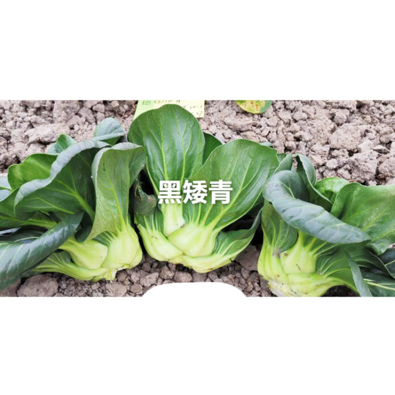 德高黑矮青苏州青种子耐寒特矮油亮软糯黑菜种20克原装发货