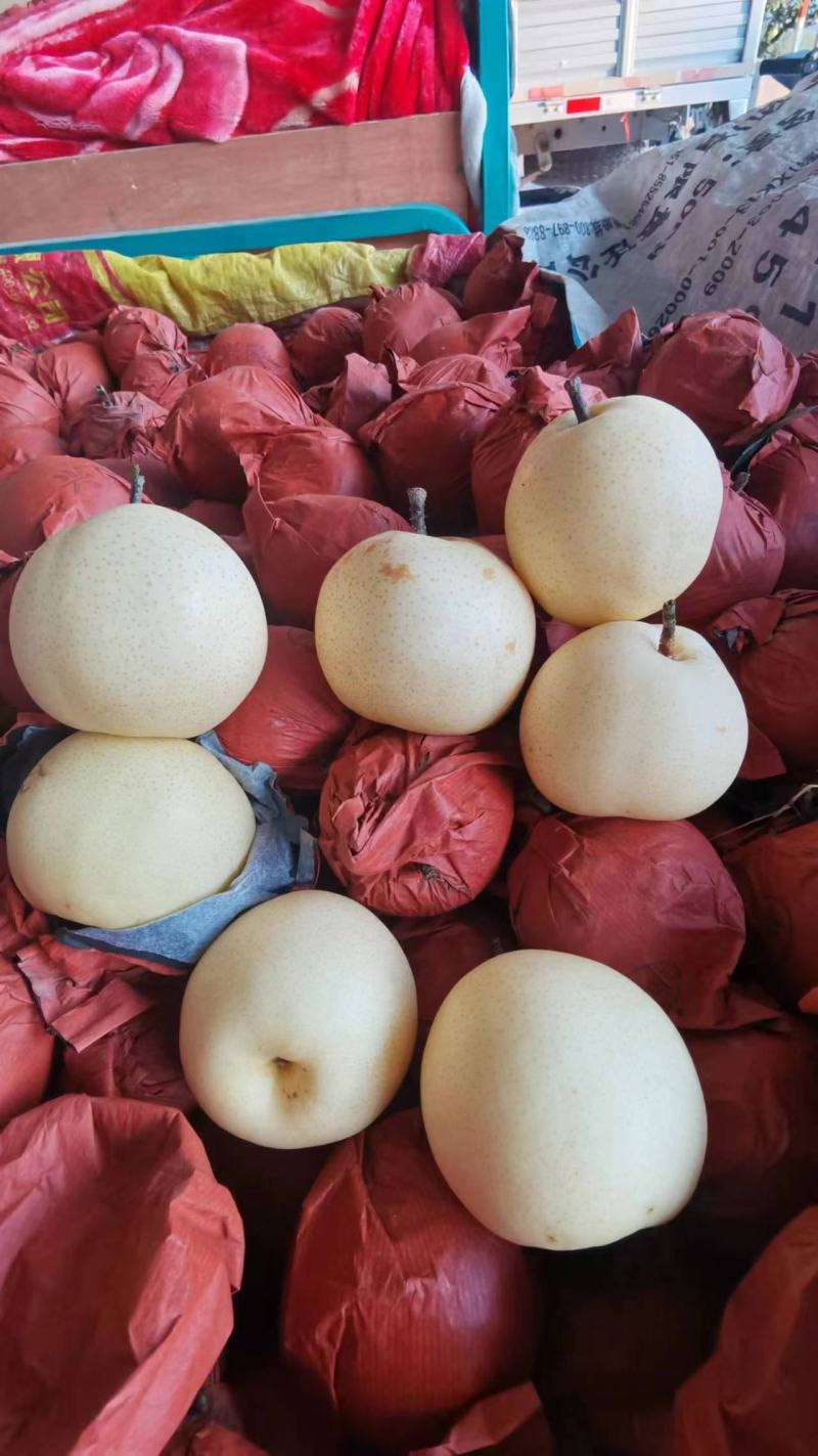 黄金梨