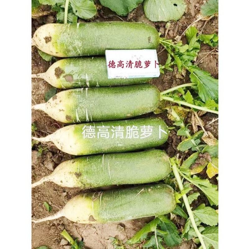 德高清脆水果萝卜种子青皮青肉甜脆生吃青萝卜种子20克