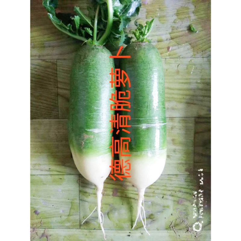 德高清脆水果萝卜种子青皮青肉甜脆生吃青萝卜种子20克