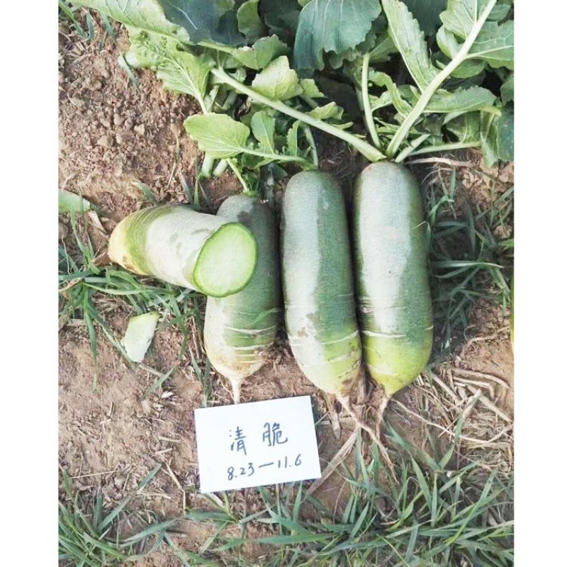 德高清脆水果萝卜种子青皮青肉甜脆生吃青萝卜种子20克