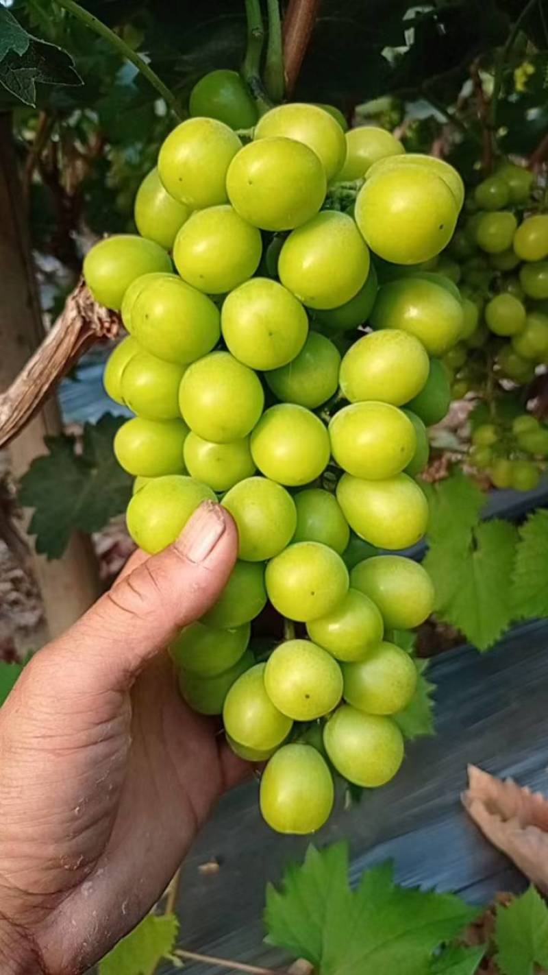 阳光玫瑰葡萄，一手货源量大，支持线下配送