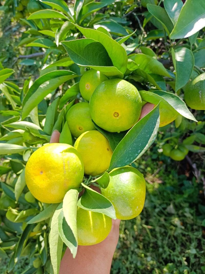 四川资中蜜橘，皮薄汁多，入口化渣大量上市中。