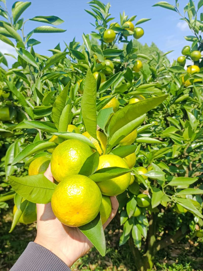 四川资中蜜橘，皮薄汁多，入口化渣大量上市中。