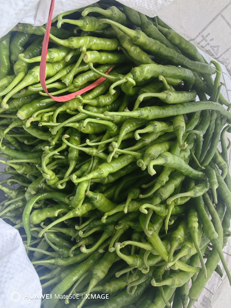 香辣椒薄皮