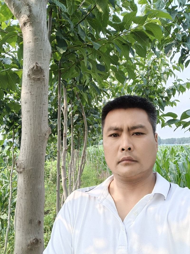 杜仲树苗，5年苗