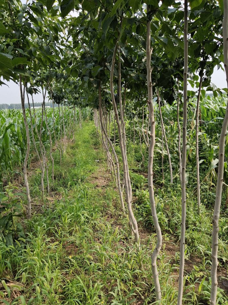 杜仲树苗，5年苗