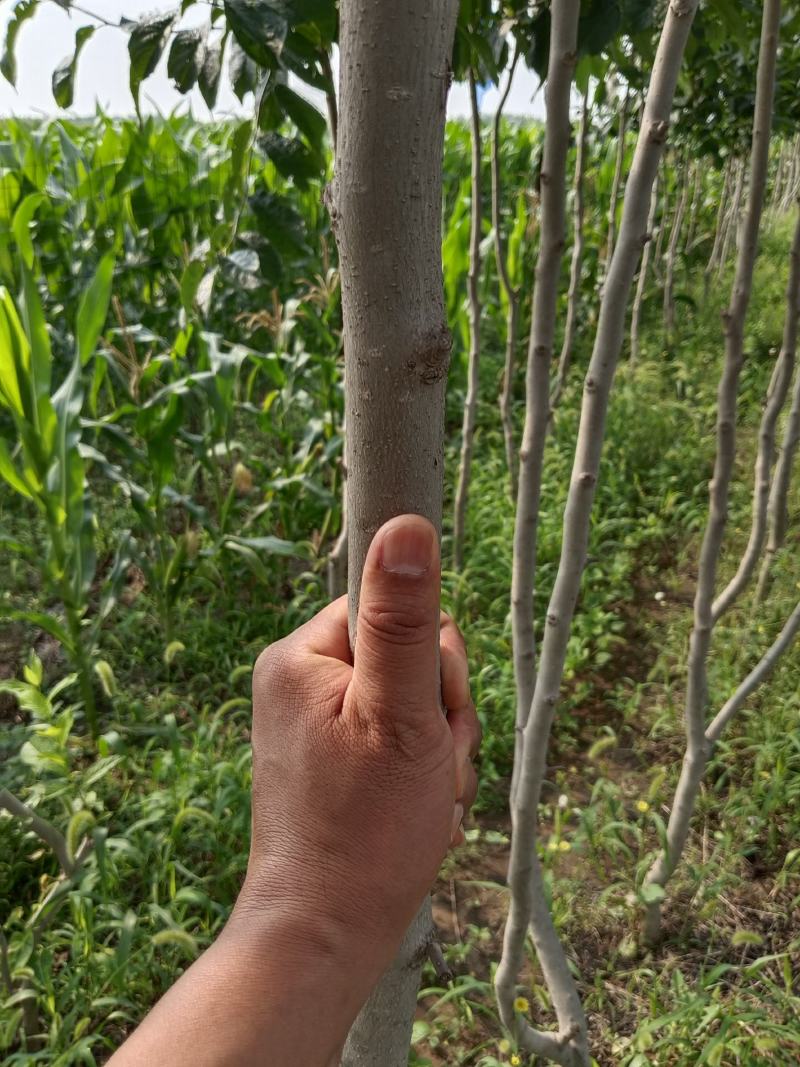 杜仲树苗，5年苗