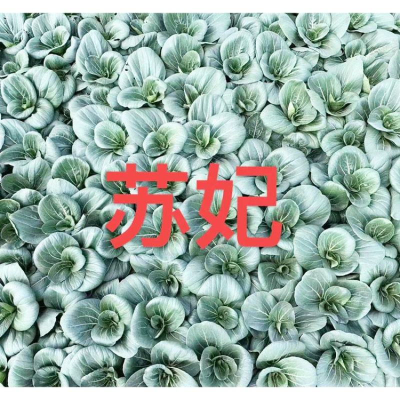 苏妃黑甜苏黑叶矮脚苏州青种子耐寒特矮油亮黑叶菜种原装发货