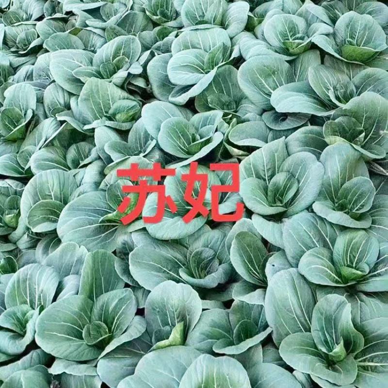 苏妃黑甜苏黑叶矮脚苏州青种子耐寒特矮油亮黑叶菜种原装发货