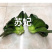 苏妃黑甜苏黑叶矮脚苏州青种子耐寒特矮油亮黑叶菜种原装发货