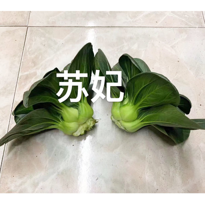 苏妃黑甜苏黑叶矮脚苏州青种子耐寒特矮油亮黑叶菜种原装发货