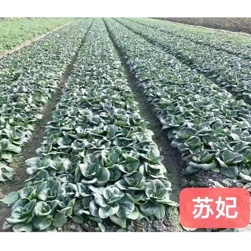苏妃黑甜苏黑叶矮脚苏州青种子耐寒特矮油亮黑叶菜种原装发货