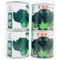 苏妃黑甜苏黑叶矮脚苏州青种子耐寒特矮油亮黑叶菜种原装发货