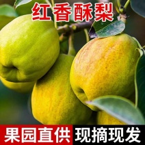 【精品】红香酥梨陕西大荔县红香酥梨产地供应欢迎咨询