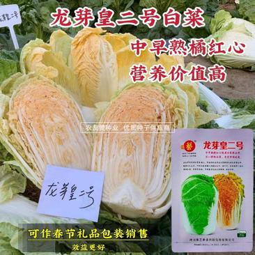 豫艺龙芽皇二号白菜种子橘红心大白菜种子营养价值高优质菜籽