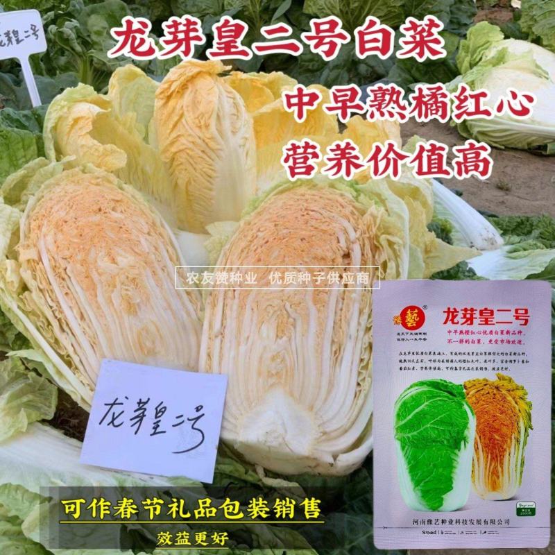豫艺龙芽皇二号白菜种子橘红心大白菜种子营养价值高优质菜籽