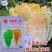 豫艺龙芽皇二号白菜种子橘红心大白菜种子营养价值高抗病