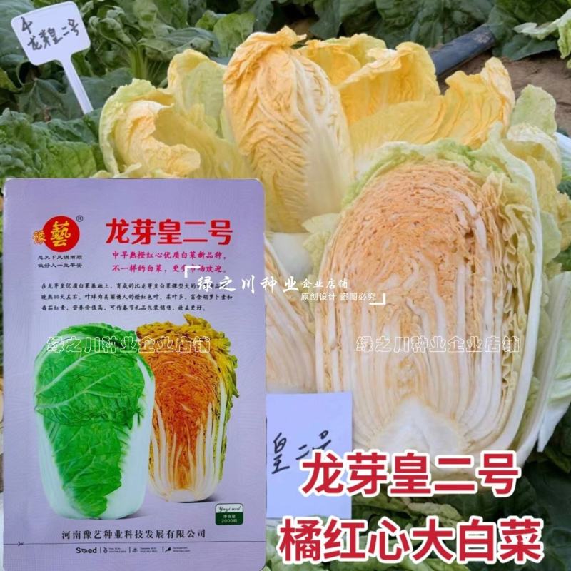 豫艺龙芽皇二号白菜种子橘红心大白菜种子营养价值高抗病