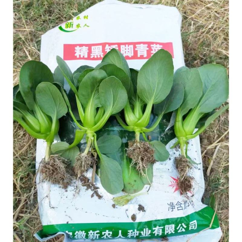 精黑矮脚青菜种子耐寒特矮油亮软糯小棵菜苏州青种子
