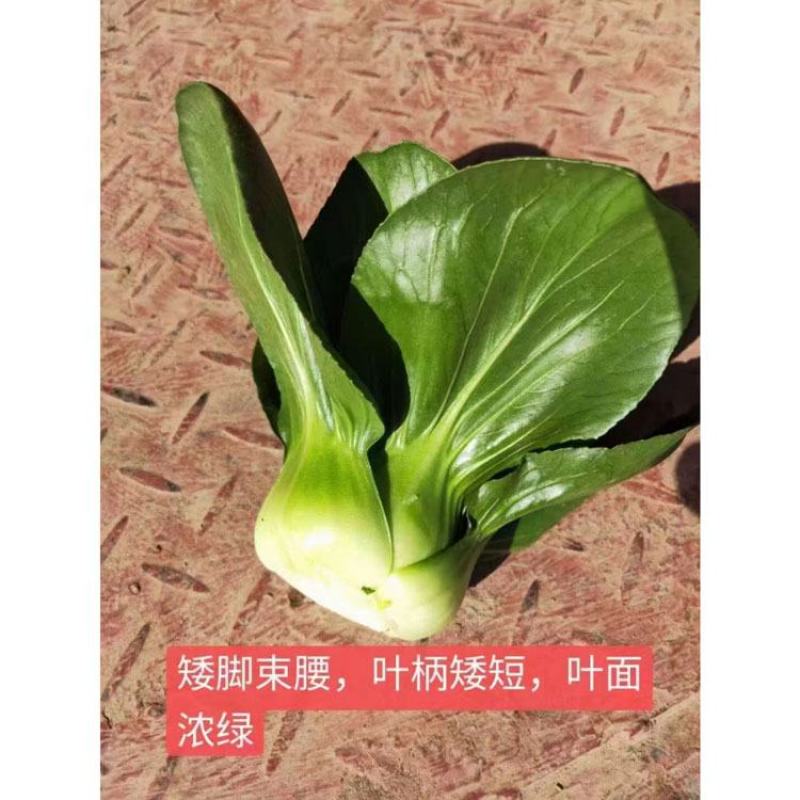 精黑矮脚青菜种子耐寒特矮油亮软糯小棵菜苏州青种子
